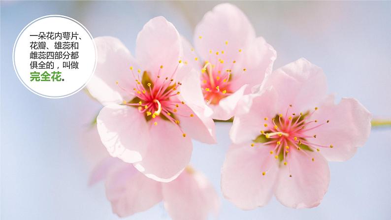 新教科版科学四年级下册:1.5《凤仙花开花了》PPT课件07