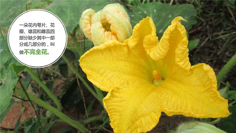 新教科版科学四年级下册:1.5《凤仙花开花了》PPT课件08