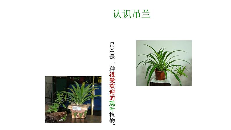 2.2缺水的吊兰 课件02