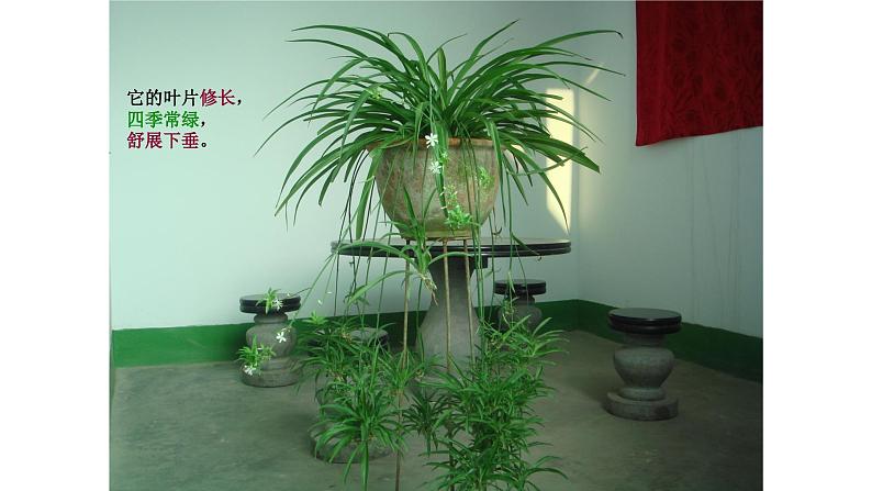 2.2缺水的吊兰 课件03