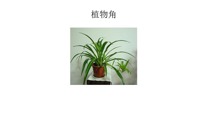 2.2缺水的吊兰 课件05