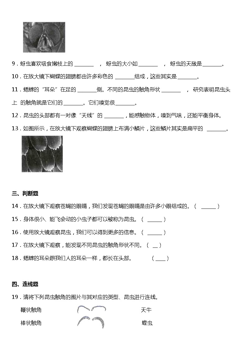 1.2《放大镜下的昆虫世界》同步练习题（含答案）教科版六年级下册02