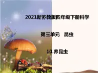 苏教版四年级下册科学10.养昆虫课件（无教案）