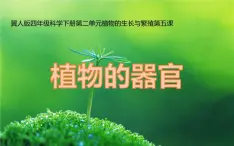 四年级科学下册5植物的器官PPT课件 冀人版