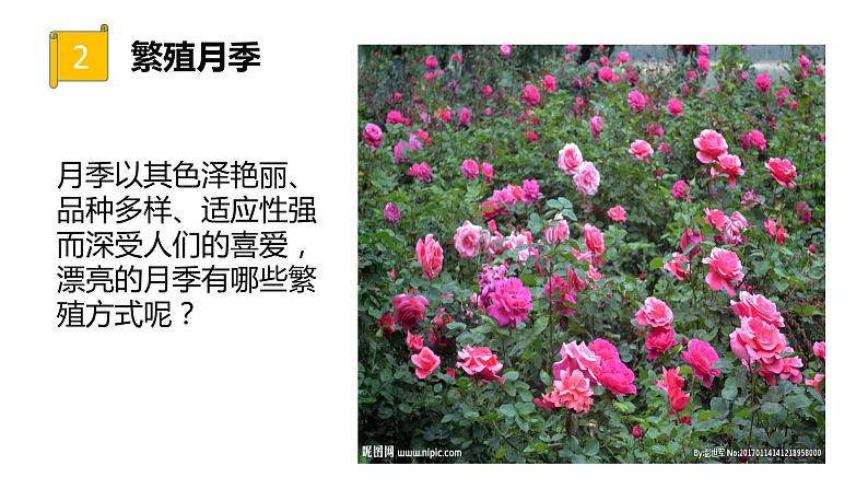 四年级科学下册6植物的繁殖PPT课件 冀人版04