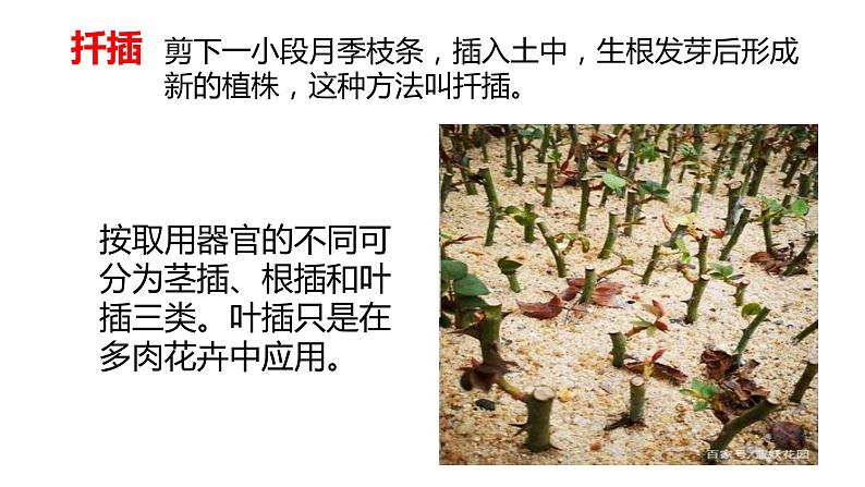 四年级科学下册6植物的繁殖PPT课件 冀人版05
