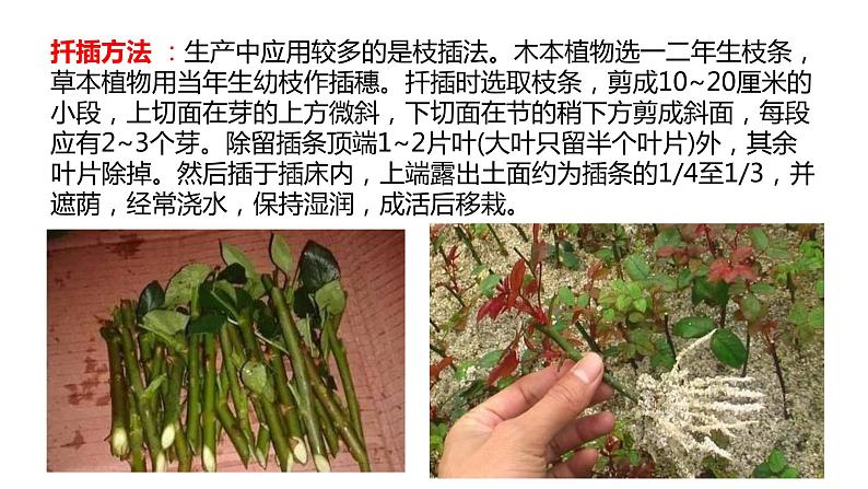四年级科学下册6植物的繁殖PPT课件 冀人版06