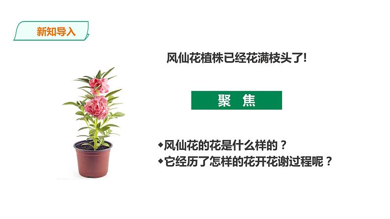 教科版(2017)四年级科学下册1.5《凤仙花开花了》课件+教案+视频02