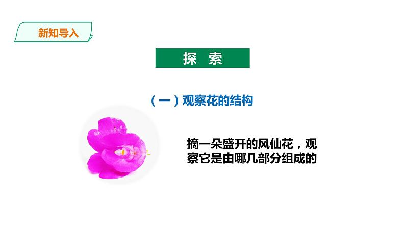 教科版(2017)四年级科学下册1.5《凤仙花开花了》课件+教案+视频03