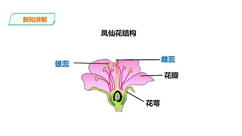 教科版(2017)四年级科学下册1.5《凤仙花开花了》课件+教案+视频04