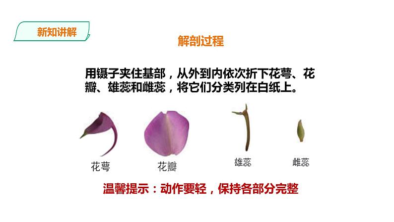 教科版(2017)四年级科学下册1.5《凤仙花开花了》课件+教案+视频06