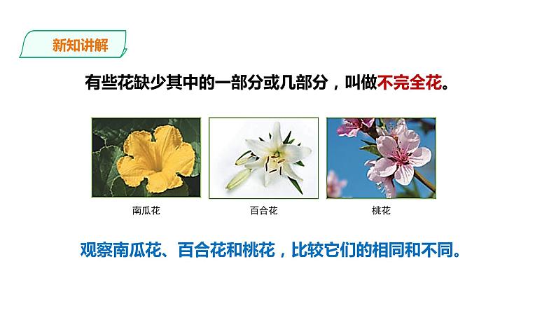 教科版(2017)四年级科学下册1.5《凤仙花开花了》课件+教案+视频08