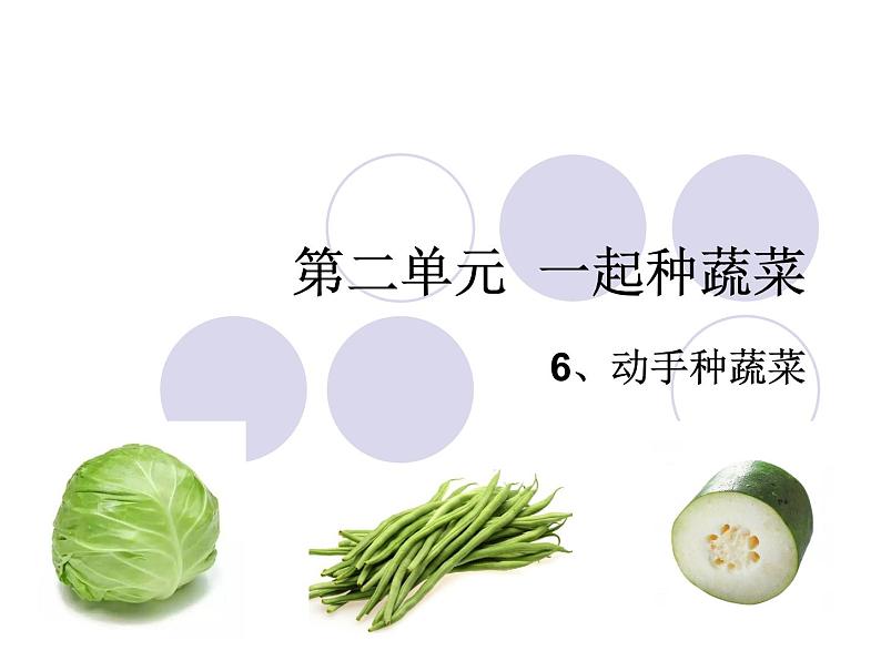 二年级下册科学课件 - 2.6 动手种蔬菜 粤教版 (共15张PPT)01