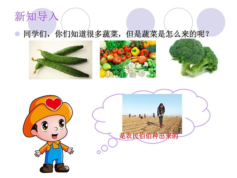 二年级下册科学课件 - 2.6 动手种蔬菜 粤教版 (共15张PPT)03