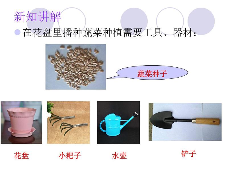 二年级下册科学课件 - 2.6 动手种蔬菜 粤教版 (共15张PPT)06