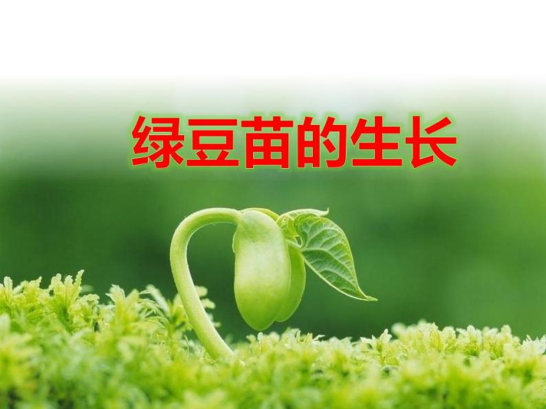 教科版(2017秋)五年级下册科学1.3《绿豆苗的生长》ppt课件01