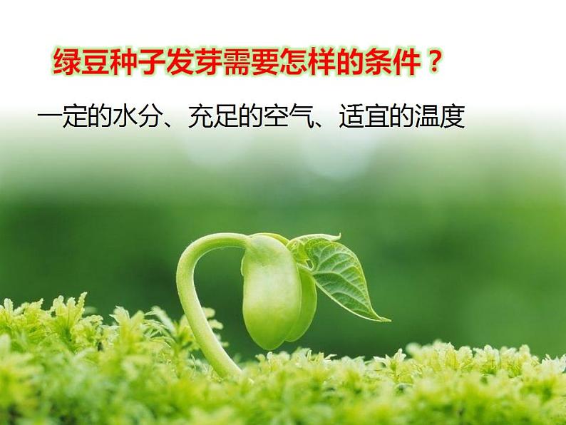 教科版(2017秋)五年级下册科学1.3《绿豆苗的生长》ppt课件02