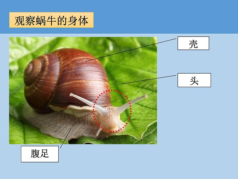 教科版一年级下册3.观察一种动物 微课+实验记录单+课件(18张PPT)08