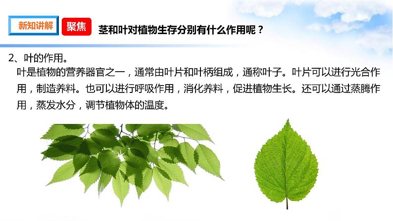 【课件(含素材)】1.4茎和叶 四年级下册科学 教科版04