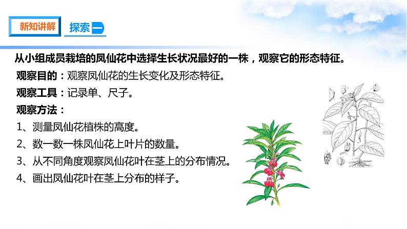 【课件(含素材)】1.4茎和叶 四年级下册科学 教科版05