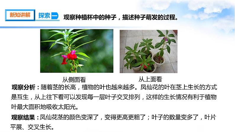 【课件(含素材)】1.4茎和叶 四年级下册科学 教科版07
