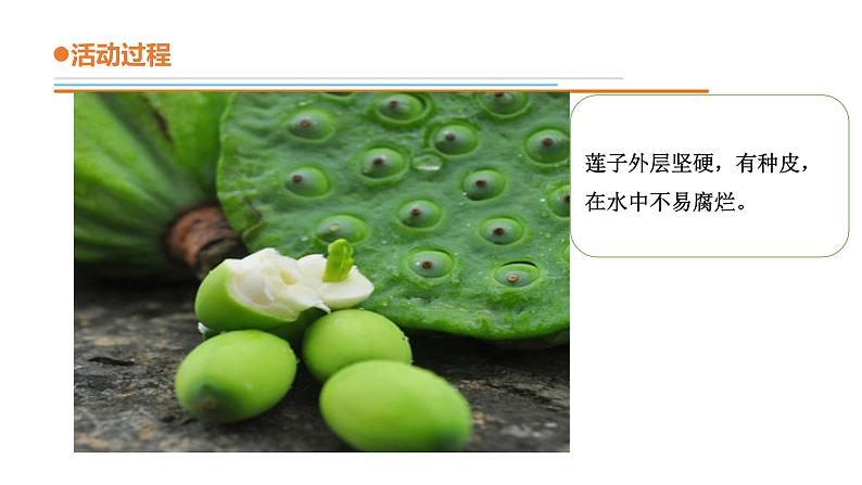 青岛版四年级下册科学13《不同环境中的植物》教学课件08