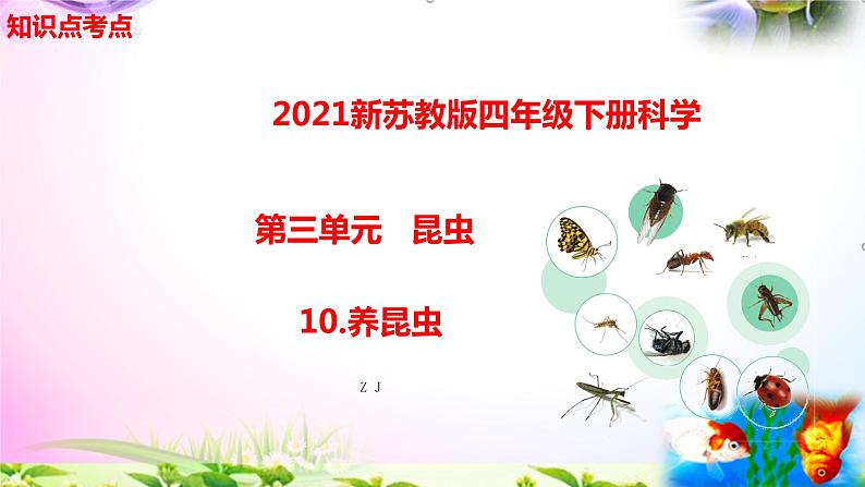 新苏教版四年级科学下册 10.《养昆虫》知识点考点复习课件01