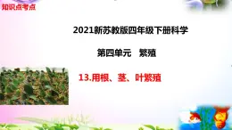 新苏教版四年级科学下册 13.《用根、茎、叶繁殖》知识点考点复习课件