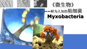2021学年3.微生物说课ppt课件