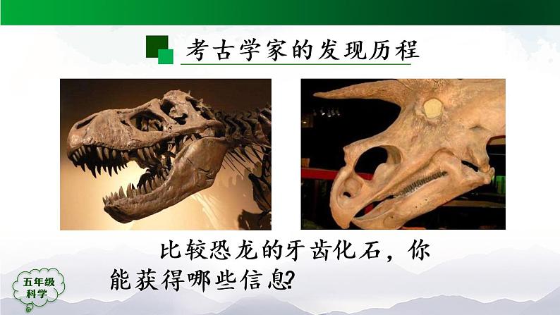 2.7 灭绝的远古动物 课件07