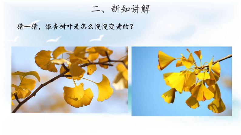 苏教版科学 3.9 树叶变黄了 课件PPT+教案+视频06