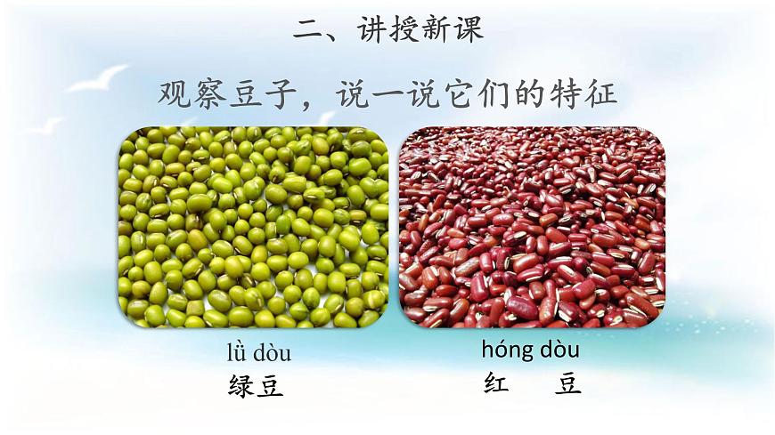 【教學(xué)課件】《不一樣的豆子》第3頁