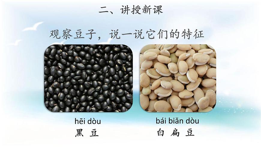【教學(xué)課件】《不一樣的豆子》第5頁