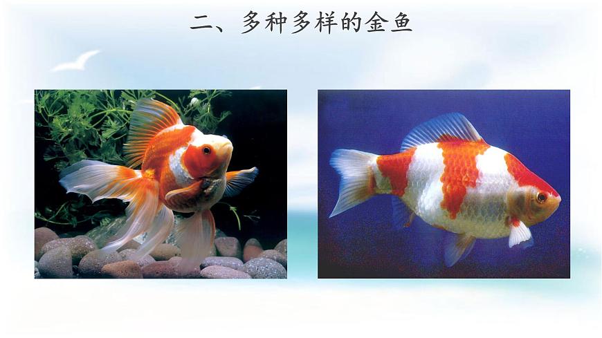 【教學(xué)課件】《金魚》第3頁