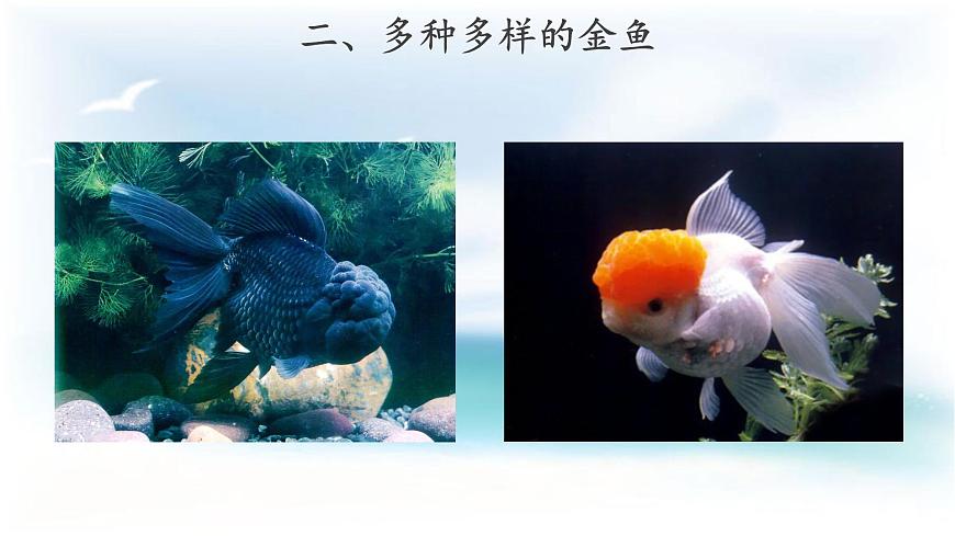 【教學(xué)課件】《金魚》第4頁
