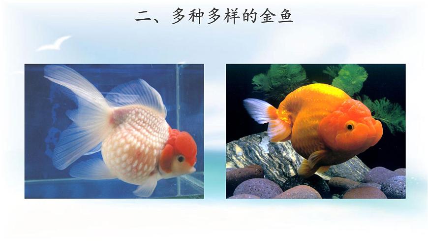 【教學(xué)課件】《金魚》第5頁