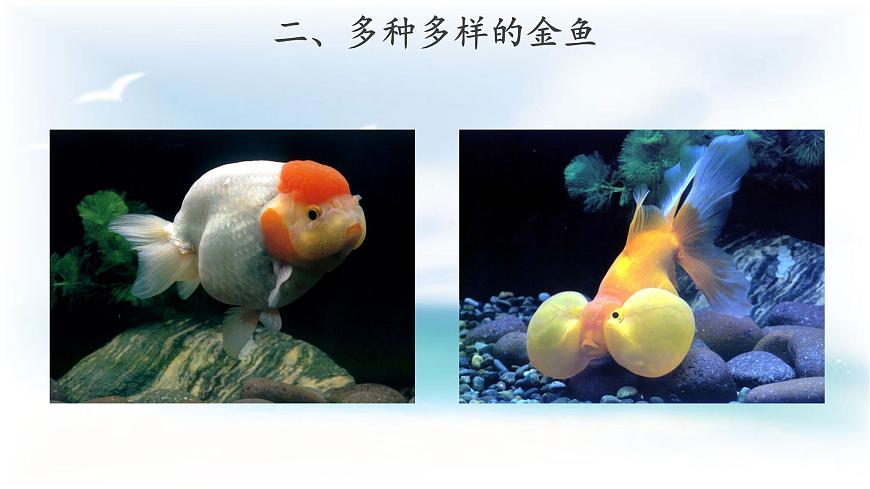 【教學(xué)課件】《金魚》第6頁