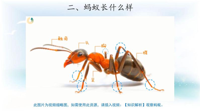 2.3  蚂蚁（ 课件19张PPT+教案+视频）05