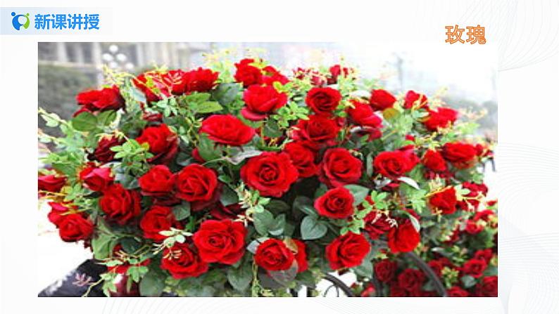 第六课 花儿草儿真美丽(2课时) 课件+教案+练习+素材08