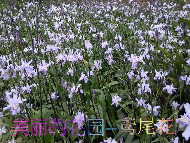 小学一年级上册品德-我们的校园(6)-部编ppt课件06