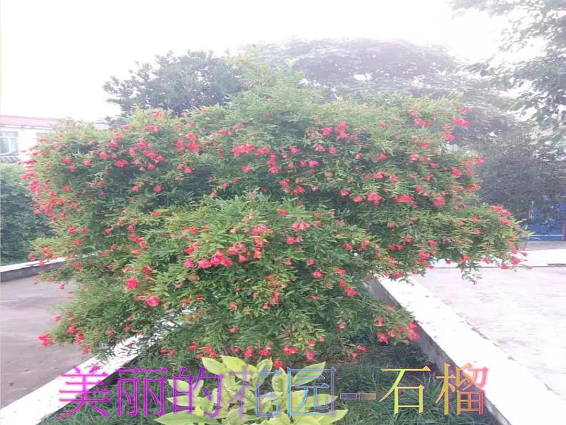 小学一年级上册品德-我们的校园(6)-部编ppt课件07