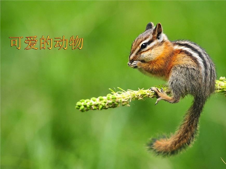 小學(xué)一年級(jí)下冊(cè)道德與法治課件-7可愛(ài)的動(dòng)物部編版(13張)課件第2頁(yè)