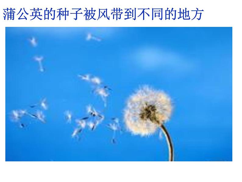 小学一年级下册品德-风儿轻轻吹(7)-部编ppt课件第5页