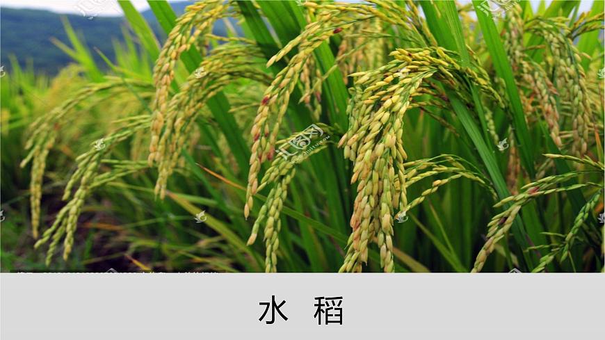 部編版 道德與法治 四年級(jí)下冊(cè) 7 我們的衣食之源（課件）第4頁(yè)