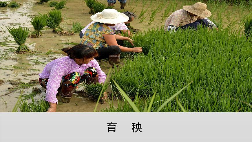 部編版 道德與法治 四年級(jí)下冊(cè) 7 我們的衣食之源（課件）第6頁(yè)
