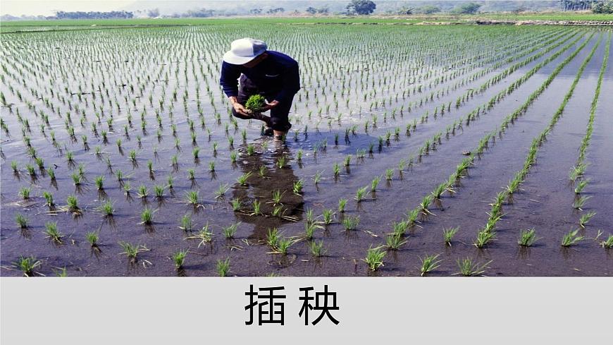 部編版 道德與法治 四年級(jí)下冊(cè) 7 我們的衣食之源（課件）第7頁(yè)