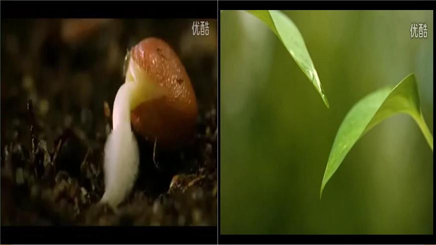 試種一粒籽 課件第2頁