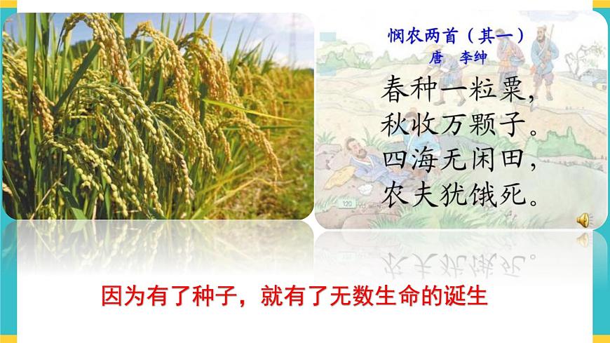 試種一粒籽 課件第3頁