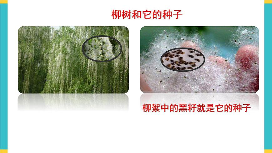 試種一粒籽 課件第4頁