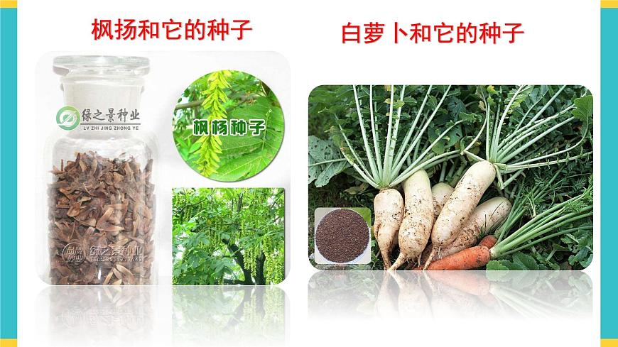 試種一粒籽 課件第5頁